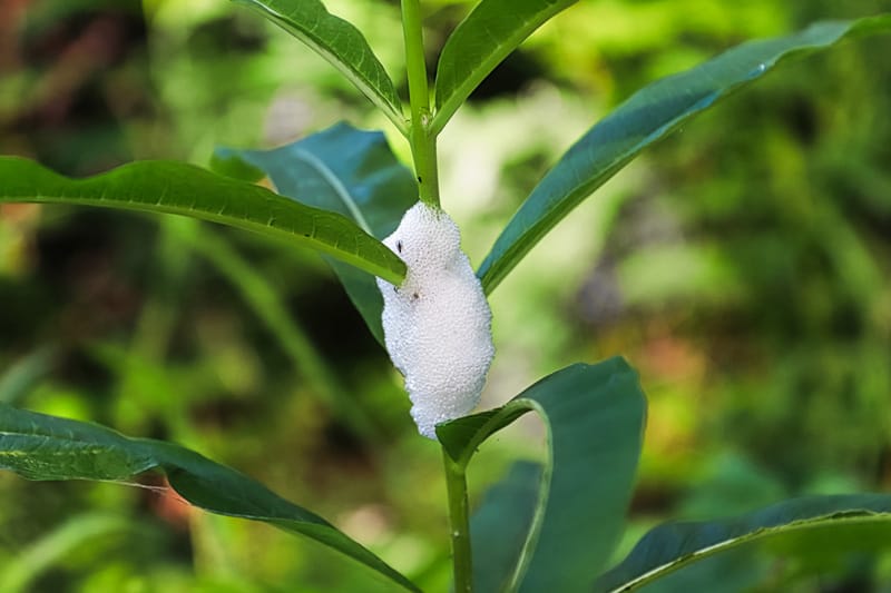 A white spittle bug on a plant with green leaves.