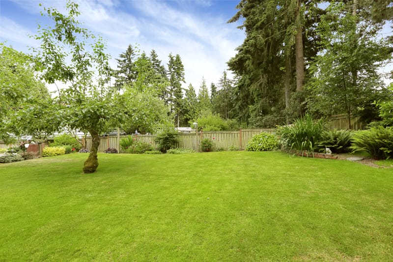 A large backyard with grass and trees.