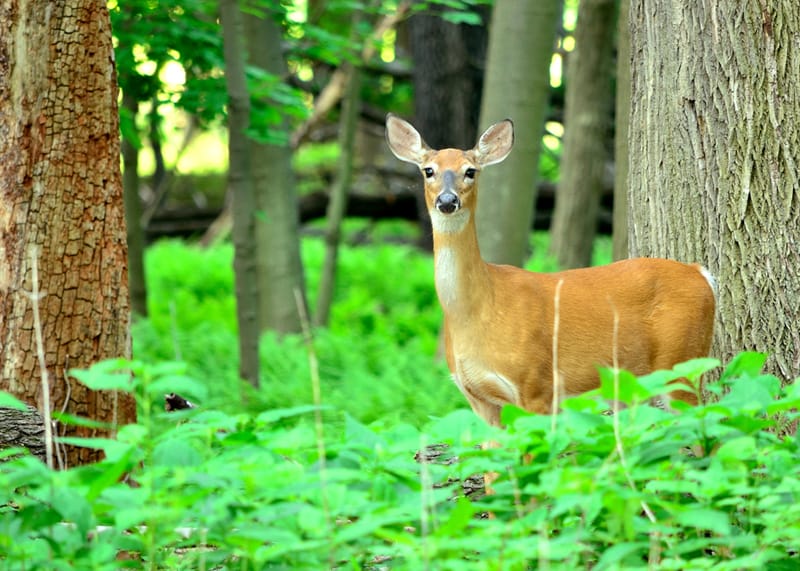 A deer is standing in a wooded area.