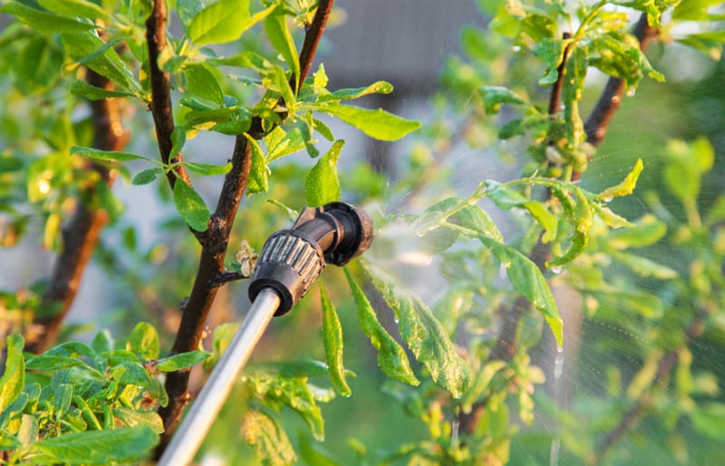 A man is spraying a tree with a water hose.
